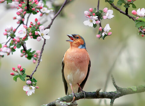 bird finch sits on a branch of a pink apple tree in spring blooming the garden and sings - Powered by Adobe