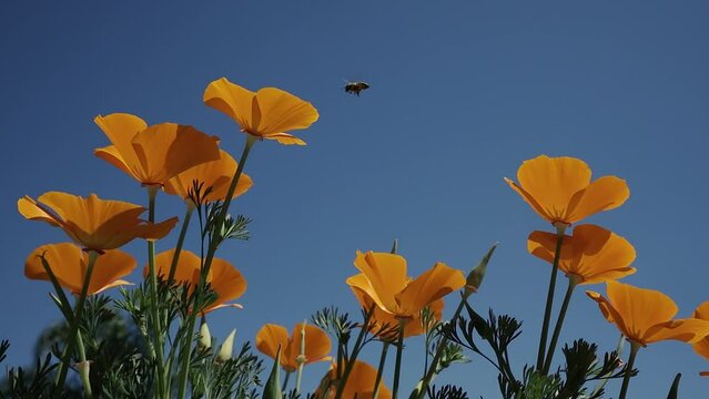California Golden Poppies Polinated by Bees