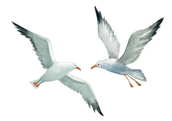 two seagulls in flight 