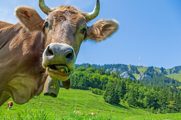 Kuh - Allgäu -  Grünten - Sommer - lustig 