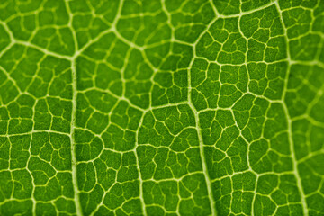 Enlarged green leaf structure with yellow lines