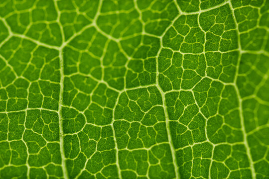 Enlarged green leaf structure with yellow lines