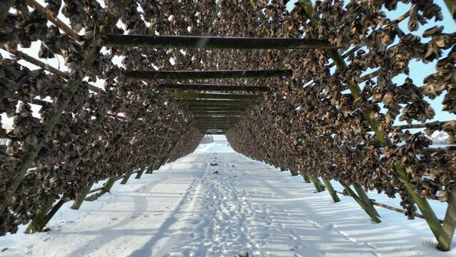 Fishing Hatch with Cod Fish Heads in Svolvaer Lofoten, Fiskehjeller, 4K Drone Video. Video taken during the 2023 World Championship in Codfishing.
