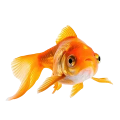 Fotobehang goldfish isolated on white © purich
