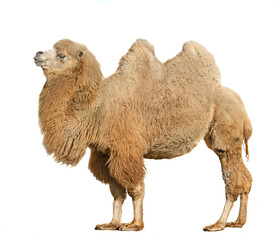 Huge Domestic bactrian camel (Camelus bactrianus) on bright background