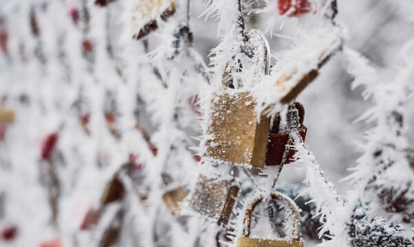 Hoarfrost on love locks