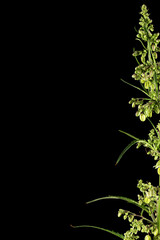 Cannabis, isolated on black background