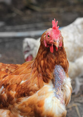 Chicken head hen close-up poultry