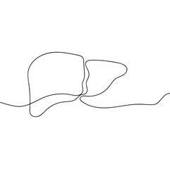 Single one line drawing liver anatomy. Human organ vector illustration. Medical concept.