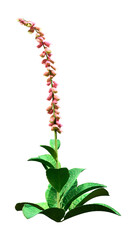 3D Rendering Foxglove Plant on White