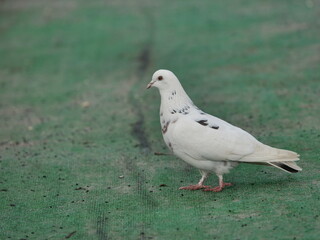 white dove in the park