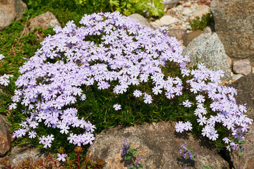 Blüten des Polster-Phlox