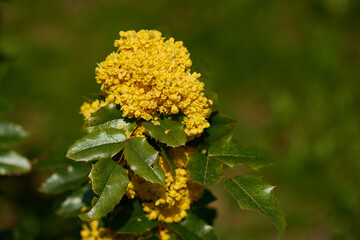 Gewöhnliche Mahonie oder Stechdornblättrige Mahonie (Mahonia aquifolium)