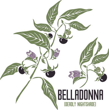 Belladonna fruits and flowers in vector silhouette. Atropa belladonna medicinal herb outline. Set of vector botanical illustration of Deadly Nightshade plant in color for medicine. 