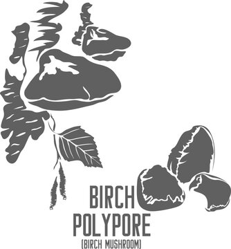 Birch Polypore mushroom vector silhouette. Pitptoporus betulinus medicinal fungus outline. Set of Birch mushroom in Line for medicine vector image.  Drawing of Chaga or Birch Polypore healing mushroom