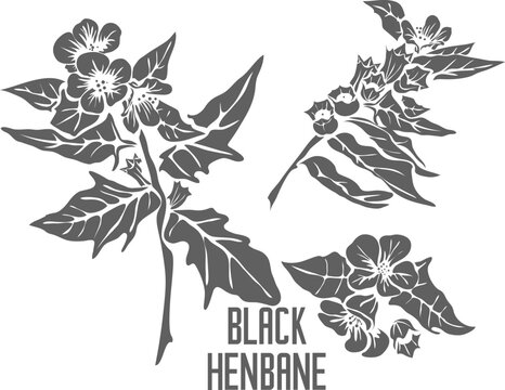 Black henbane flowers vector silhouette. Hyoscyamus nige medicinal herb outline. Set of Black henbane leaves and flowers in Line for medicine vector image. Drawing of black henbane healing flower