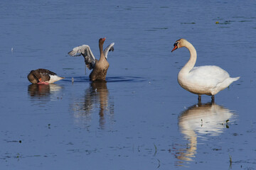 Graugänse und Höckerschwan in der Morgensonne