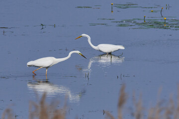 Silberreiher in der Oberlausitz