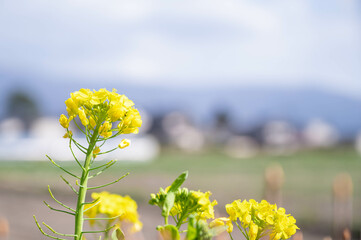 Obraz premium 菜の花のある風景