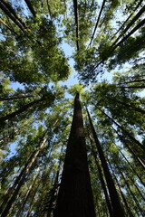 Fototapeta premium Imagens de drone pela floresta de rio claro interior de são paulo, brasil
