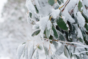 detail of snow covered gum leaves