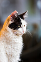 cute cat portrait with bokeh background, close-up of white and black fur kitten