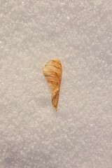 Winged mature maple seed isolated on white background, on snow. single maple seed flying. Called helicopters, whirlers, twisters, whirligigs or samaras are winged seeds prod