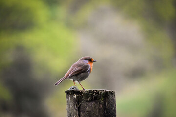 Robin perched on an fencepost in the Lake District, England