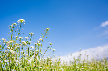青空とナズナの花