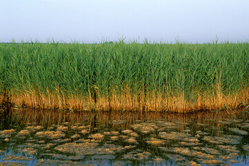 Phragmites communis, Roseau à balai, Camargue , 34, Hérault, France