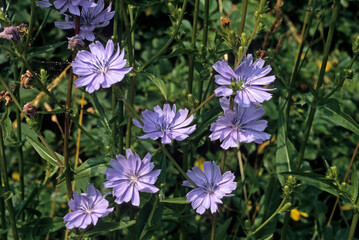 Fototapeta premium Cichorium intybus, Chicorée sauvage