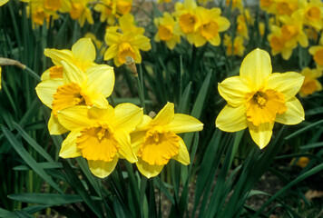Fototapeta premium Narcissus 'Bantam', Narcisse