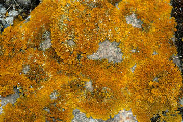 Calopaca thallincola, Lichen