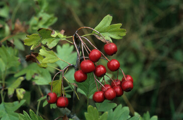 Crataegus oxyacantha , Aubépine