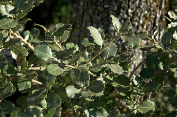 Quercus ilex, Chéne vert