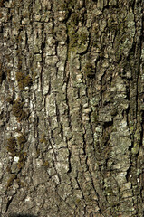 Quercus ilex, Chéne vert