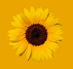 Sunflower plant on orange background high definition.