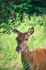 Beautiful animal head portrait on a green background. Lonely deer on a background of green blurred grass.