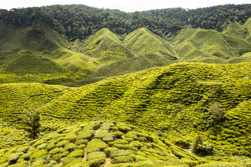 Cameron Highlands tea plantations, Malaysia.