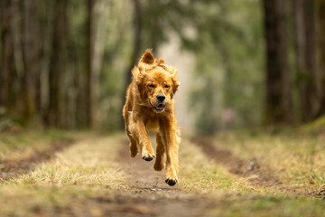 Obraz na płótnie Canvas golden retriever running outside in the park