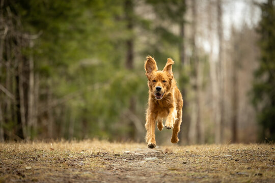 golden retriever running in the forest