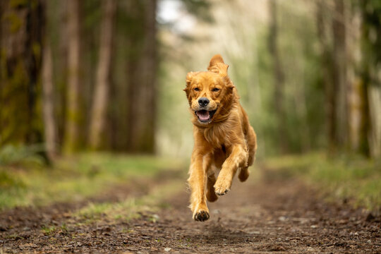 golden retriever dog running in the park