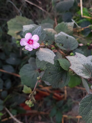 Plants trees beautiful green background 