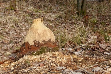 Biber - Baum gefällt