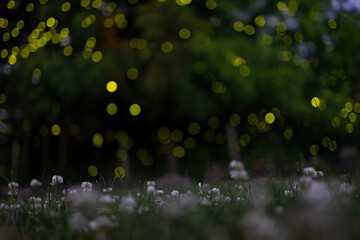 Fireflies among suburban trees