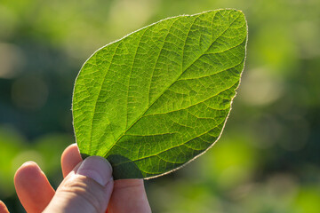 Hand holding a soybean leaf in the plantation field in Brazil - High resolution image