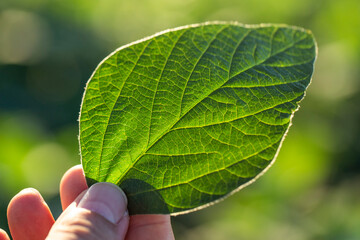 Hand holding a soybean leaf in the plantation field in Brazil - High resolution image