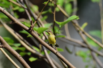 Female Olive - backed Sunbird