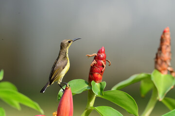 Female Olive - backed Sunbird