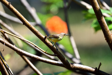 Female Olive - backed Sunbird